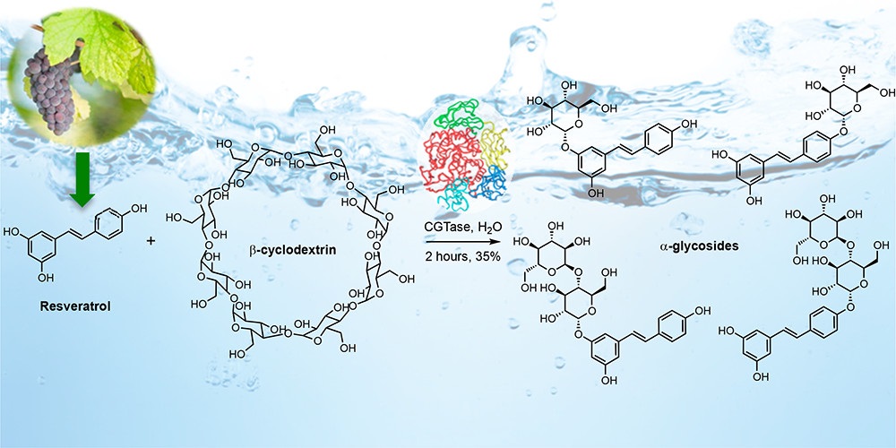 Enzymatic synthesis of resveratrol α-glycosides from β-cyclodextrin-resveratrol complex in water