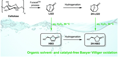 Method for converting levoglucosenone into 4-hydroxymethyl butyrolactone and 4-hydroxymethyl butenolide without using any organic solvent and catalyst.