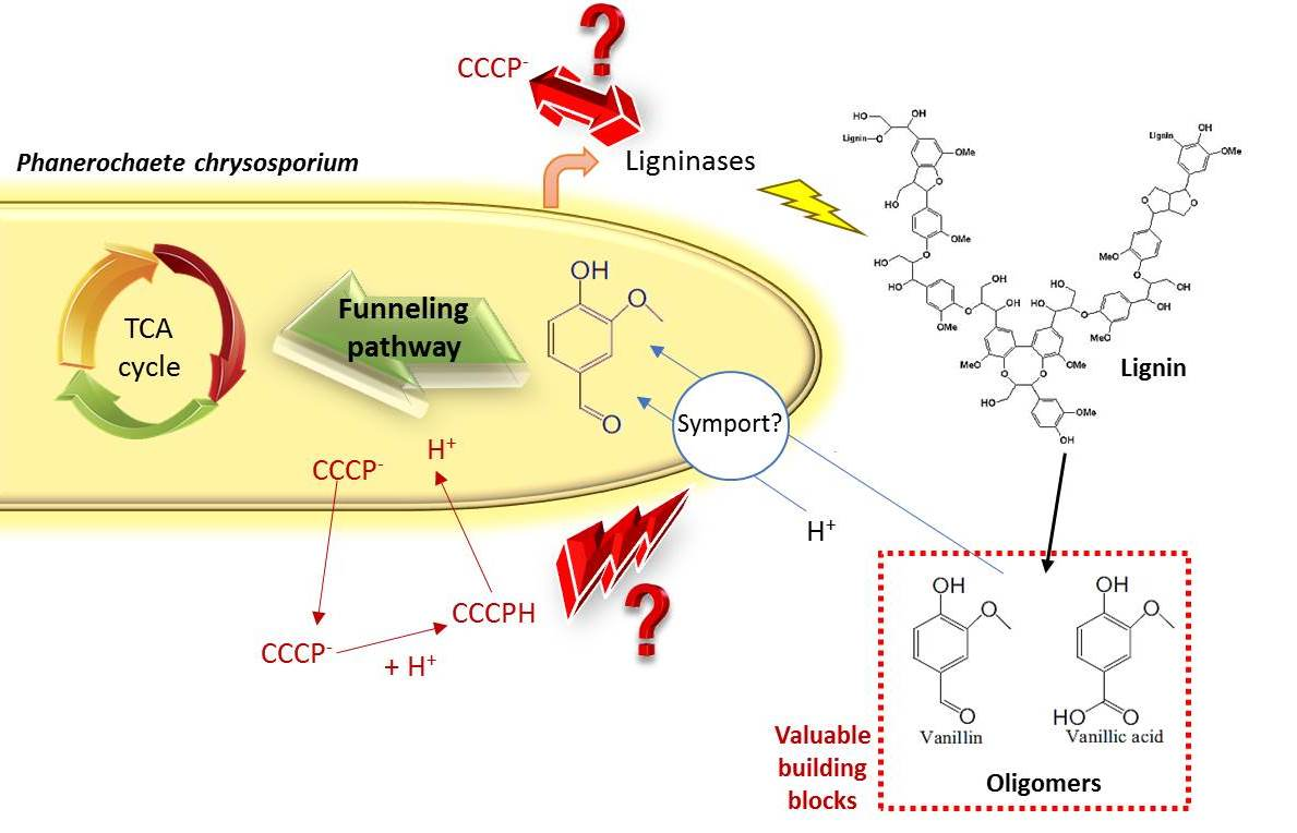 Inhibition of Phenolics Uptake by Ligninolytic Fungal Cells and Its Potential as a Tool for the Production of Lignin-Derived Aromatic Building Blocks