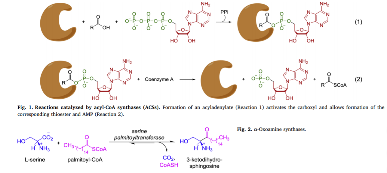 Application of Acetyl-CoA synthetase from Methanothermobacter thermautotrophicus to non-native substrates