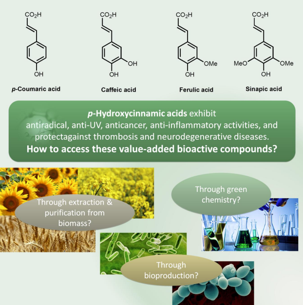Accessing <i>p‐</i>Hydroxycinnamic acids: chemical synthesis, biomass recovery or engineered microbial production?