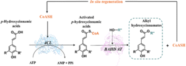 Biomimetic enzymatic cascade for fatty alkyl p-hydroxycinnamate synthesis