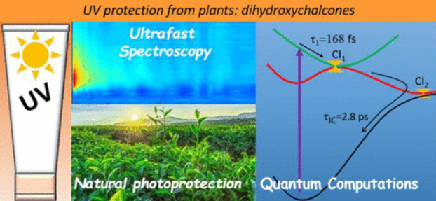 Relaxation Dynamics in Dihydroxychalcones: Insights from Ultrafast Spectroscopy and Quantum Computations
