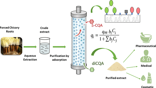 Purification of Caffeoylquinic Acids from Forced Chicory Roots Using Macroporous Resins: Experimental Investigation and Advanced Modeling of Adsorption Kinetics and Equilibria
