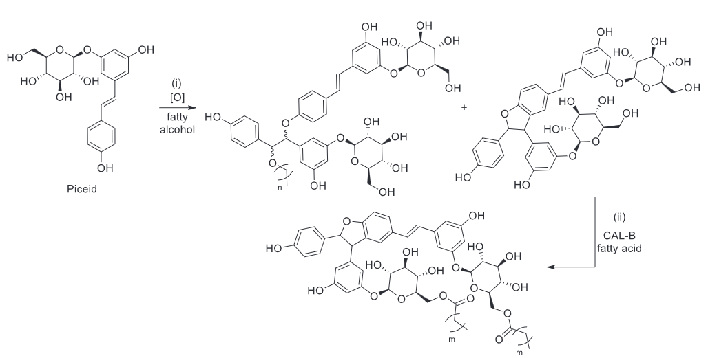 Novel Bioactive Multifunctional Polyphenols: A Chemo-Enzymatic Approach