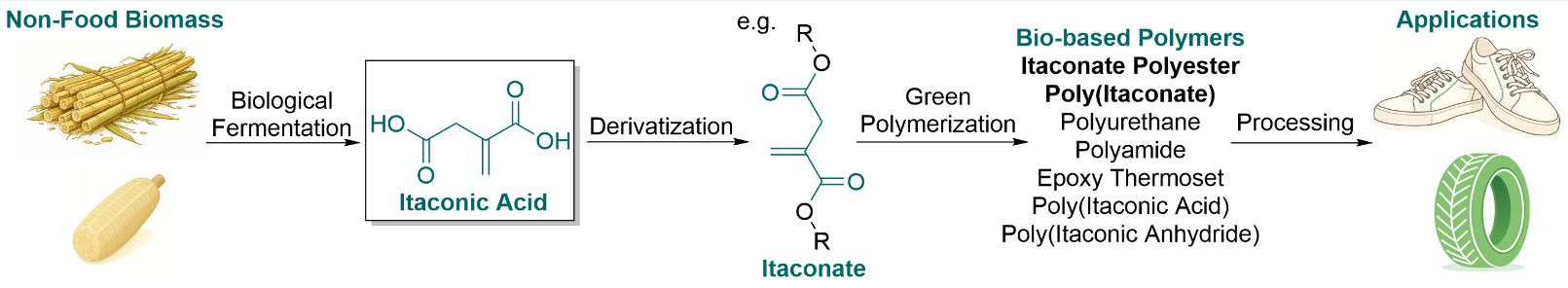 Itaconic acid as a platform chemical for bio-based polymers: from green polymerization strategies to structure-driven applications
