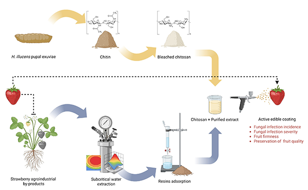 Optimised Extraction of Bioactives from Strawberry Lignocellulosic Byproducts for Edible Active Coatings in Fresh Fruits Preservation