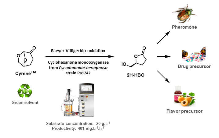 Identification and Expression of a CHMO from Pseudomonas aeruginosa strain Pa1242: Application to the Bioconversion of Cyrene™ into Key Precursor (S)-γ-Hydroxymethyl-Butyrolactone