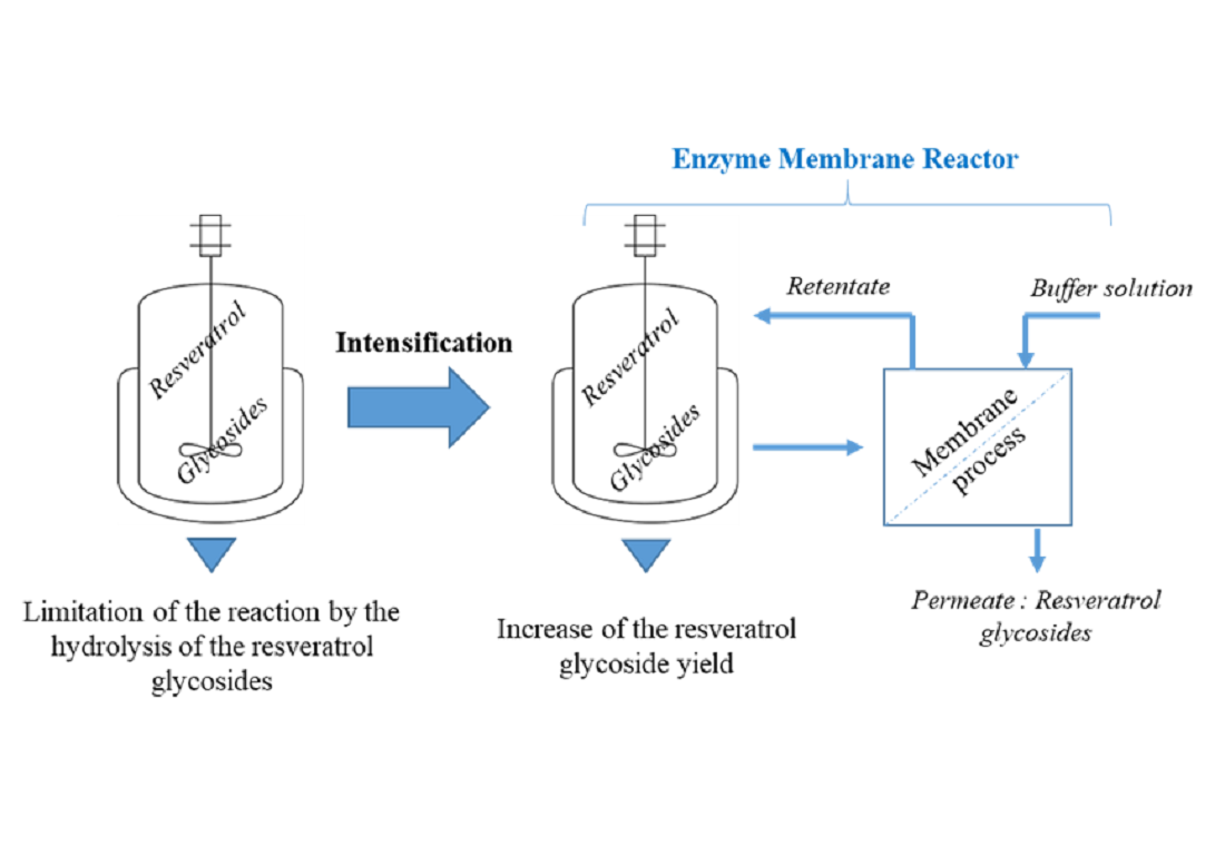 Implementation of an Enzyme Membrane Reactor to Intensify the α-O-Glycosylation of Resveratrol Using Cyclodextrins