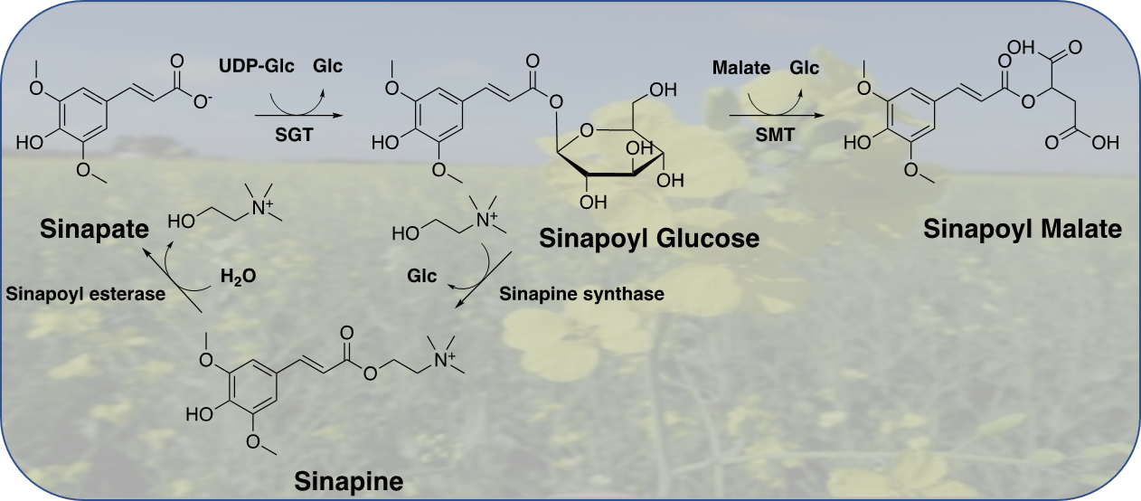 Sinapic Acid and Sinapate Esters in Brassica: Innate Accumulation, Biosynthesis, Accessibility via Chemical Synthesis or Recovery from Biomass, and Biological Activities