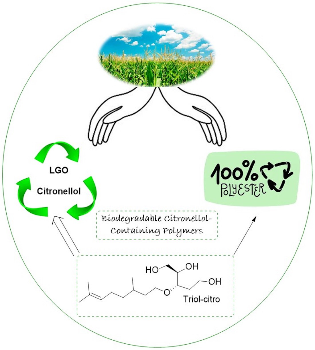 Unprecedented Biodegradable Cellulose-Derived Polyesters with Pendant Citronellol Moieties: From Monomer Synthesis to Enzymatic Degradation