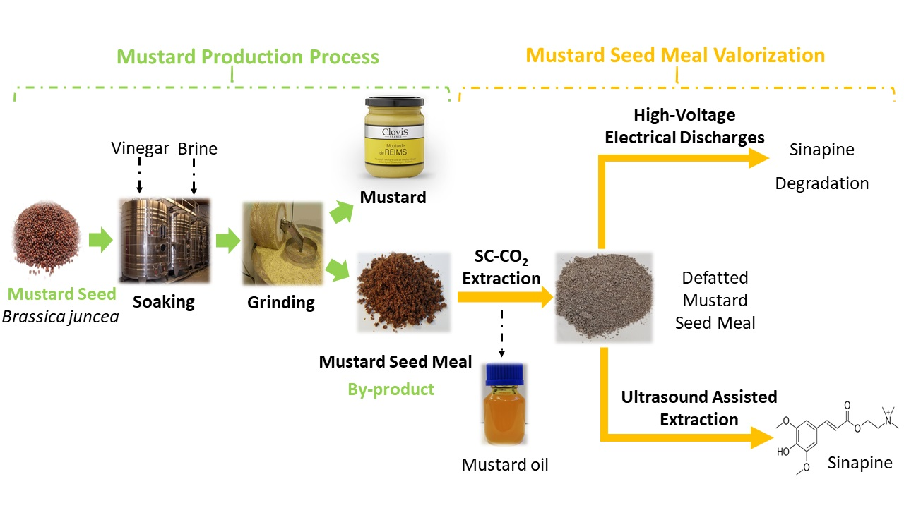 Improvement of Sinapine Extraction from Mustard Seed Meal by Application of Emerging Technologies