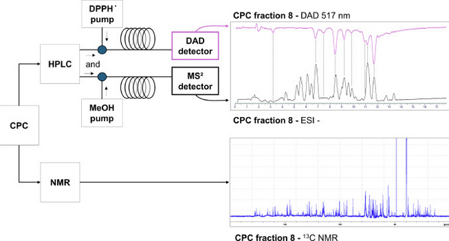 Integrated online DPPH-assisted multimodal dereplication workflow for identifying antioxidant compounds in complex mixtures and its application to a supercritical CO2 extract of Makwaen pepper by-product